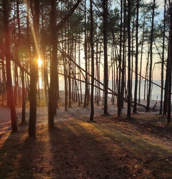 istock Beach on the Baltic Sea. Evening scenery with a sandy beach, dunes covered with trees 1435735244