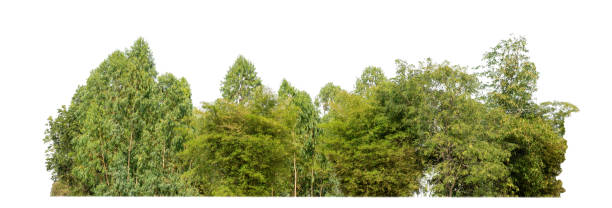istock Green Trees isolated on white background.are Forest and foliage in summer for both printing and web pages 1435741737