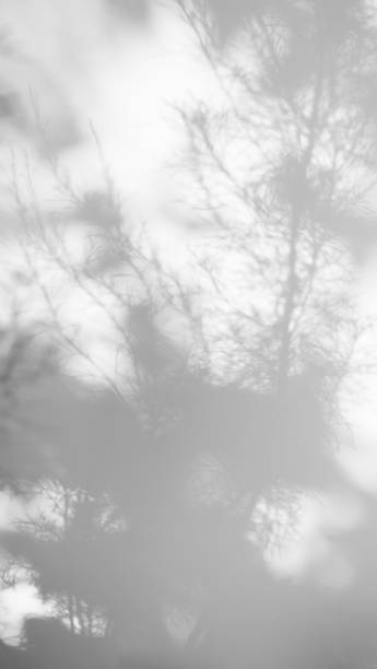istock Blur Overlay Shadow Leaves Background 1435742360
