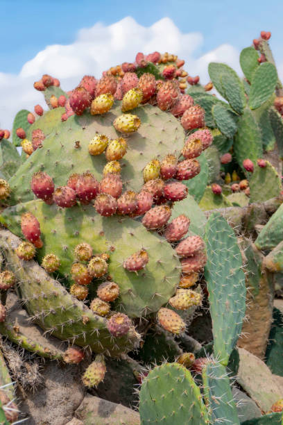 istock Prickly pear cactus close-up with ripe prickly fruit, opuntia cactus spines. Israel 1435742380
