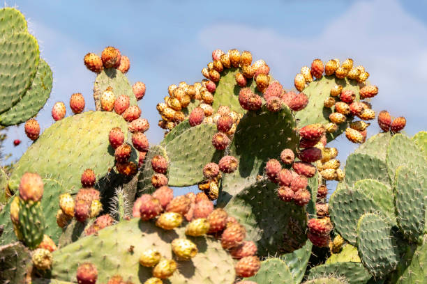 istock Prickly pear cactus close-up with ripe prickly fruit, opuntia cactus spines. Israel 1435742382