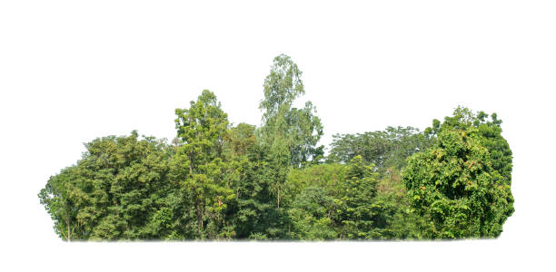 istock green trees isolated on white background. are forest and foliage in summer for both printing and web pages 1435742506
