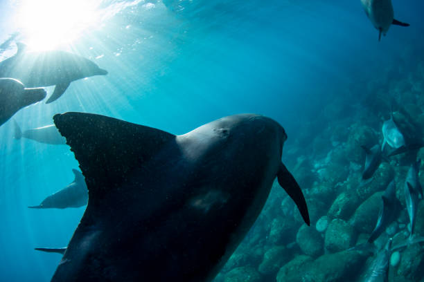 istock Swim with dolphins in the wild 1435743226