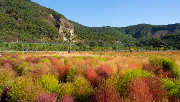 Photo of summer cypress with autumn leaves