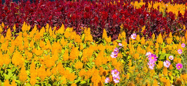 Red and yellow beautiful cockscomb flower field