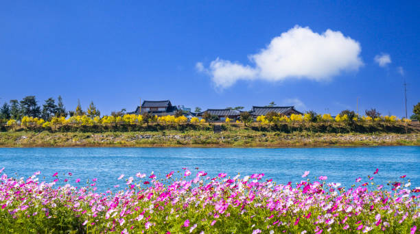 Beautiful autumn flowers on the banks of the Hwangryonggang River in Jangseong