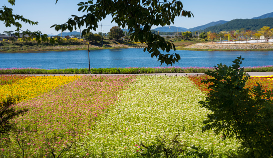 Beautiful autumn flowers on the banks of the Hwangryonggang River in Jangseong