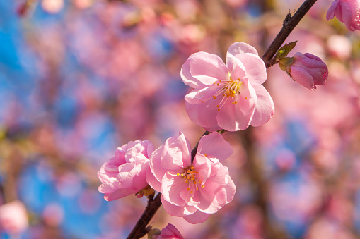 Cherry blossom, selective focus. Spring bloom background. Blooming branches against blue sky on sunset for publication, poster, calendar, post, screensaver, wallpaper, cover. High quality photography
