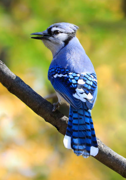istock Blue Jay  with autumn colors background, Quebec 1435747612