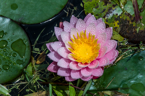 Lotus flower with water droplets in the middle of vegetation and other aquatic plants.