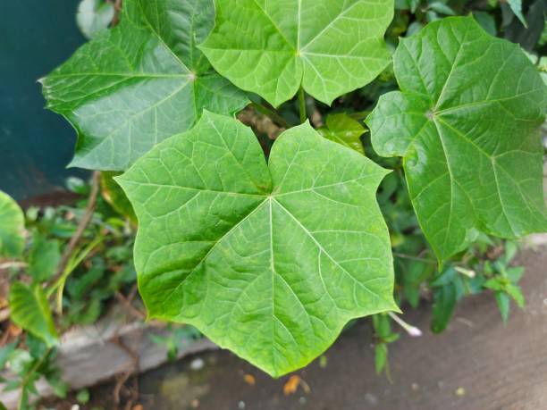 leaf of jarak pagar - sub tropical climate imagens e fotografias de stock