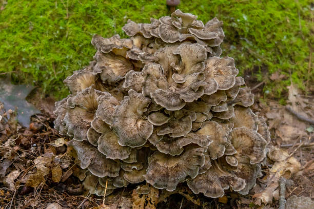 숲속의 그리폴라 프론도사 버섯(숲속의 암탉, 잎새버섯, 춤추는 버섯, 숫양의 머리 또는 양의 머리) - 잎새버섯 뉴스 사진 이미지