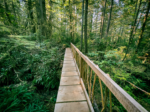 A boardwalk in a secondary growth forest constructed with fallen branches for the railing provides safe trail access over sensitive stream.  Boomer Trail, Bamfield, Vancouver Island, British Columbia, Canada.