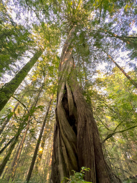 Gnarled, Old Growth Western Red Cedar Twisting Upwards to Sunlight