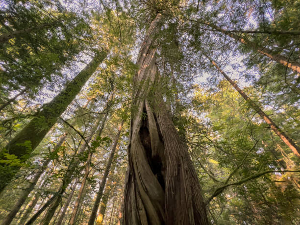 istock Western Red Cedar Tree in Forest Spirals Upwards Towards Sky 1435750809