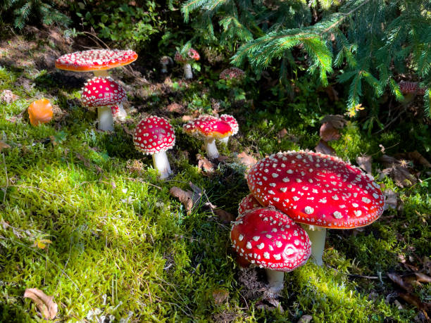 funghi velenosi - mushroom toadstool moss autumn foto e immagini stock