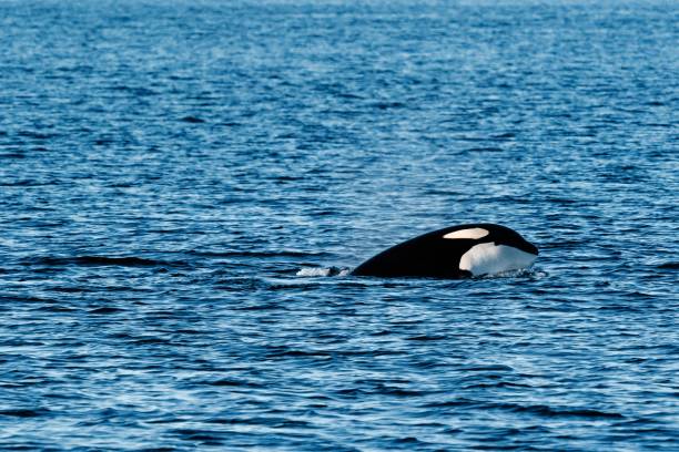 istock Lonely killer whale swimming in blue sea 1435752467