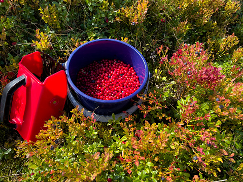 Ripe red cranberry