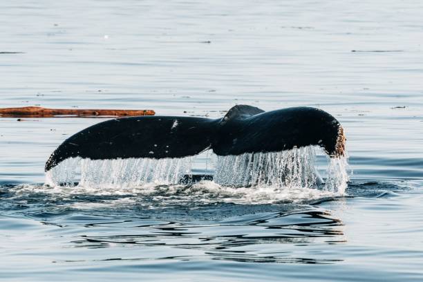 istock Tail of killer whale in motion 1435753675