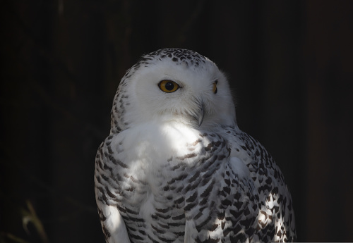 White owl sitting on a stump in the dark. High-quality photo