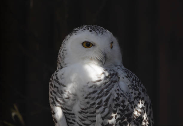 White owl sitting on a stump in the dark White owl sitting on a stump in the dark. High-quality photo eurasian black vulture stock pictures, royalty-free photos & images