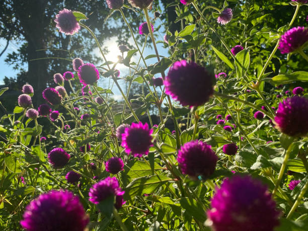 globe amaranth - globe amaranth imagens e fotografias de stock