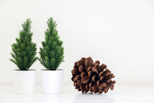 istock Two small evergreen Christmas tree plants (spruce tree) and a pine cone, festive decoration, against white background 1435755256