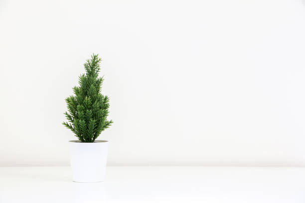 istock A single tiny decorative evergreen Christmas tree plant (spruce tree) on left of white background, copy space on right 1435755258