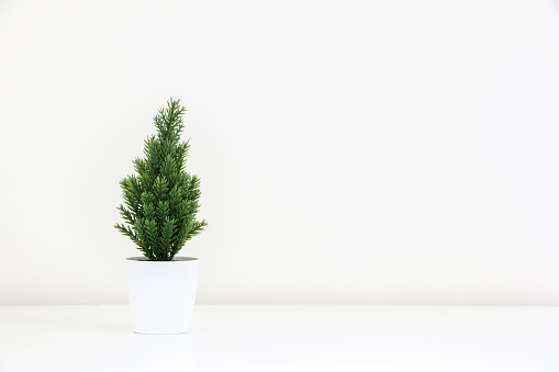 A single tiny decorative evergreen Christmas tree plant (spruce tree) on left of white background, copy space on right
