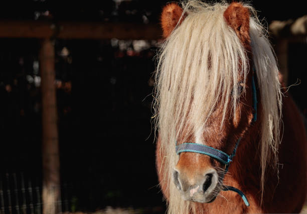 Cute little pony portrait with fluffy mane