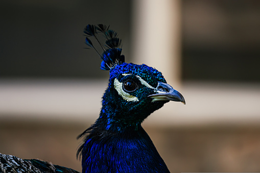Male Peacock looking left