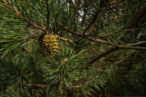 Close up at yang cone surrounded by long needles of black pine. High Quality photo