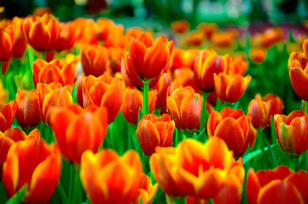 Tulips Blooming Outdoors, Take photo at Chiang Rai ASEAN \n Flowers Festival chiang rai province Thailand