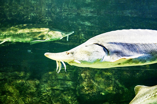 Cihlid Fish on blue background