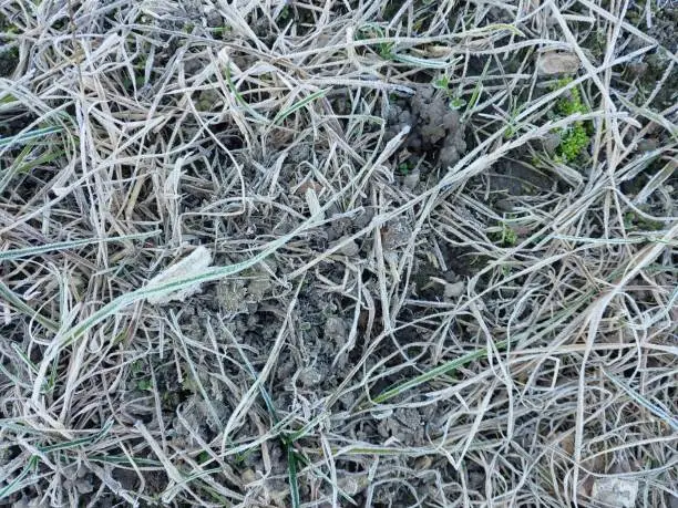 Photo of Morning hoarfrost enveloped autumn plants in the garden