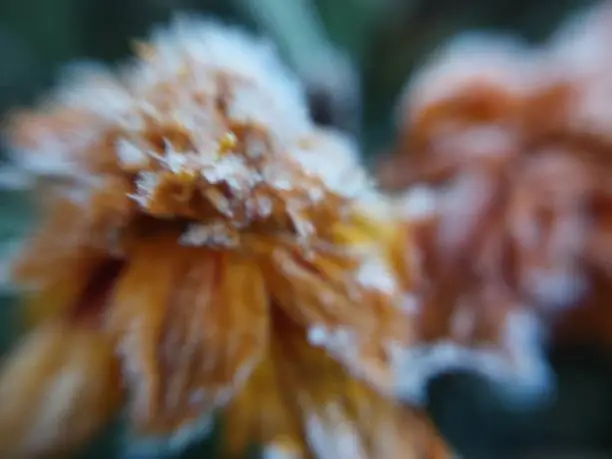 Photo of Morning hoarfrost enveloped autumn plants in the garden