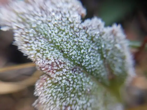 Photo of Morning hoarfrost enveloped autumn plants in the garden