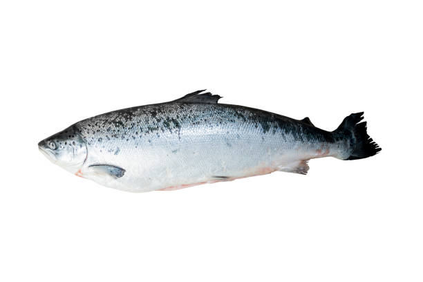 istock Salmon is fresh fish without entrails. Isolate on a white background. 1435762222