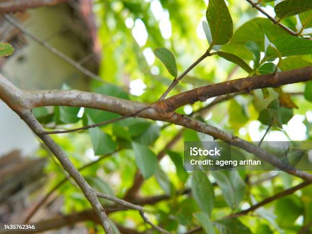 Foto Ranting Daun Batang Ranting Dan Daun Tanaman Jambu Biji Foto Stok - Unduh Gambar ...
