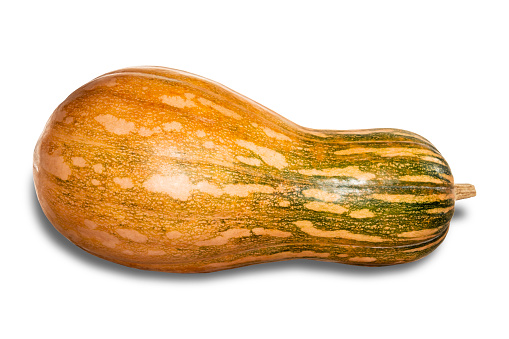 bottle shaped butternut pumpkins,  Agricultural field in the garden