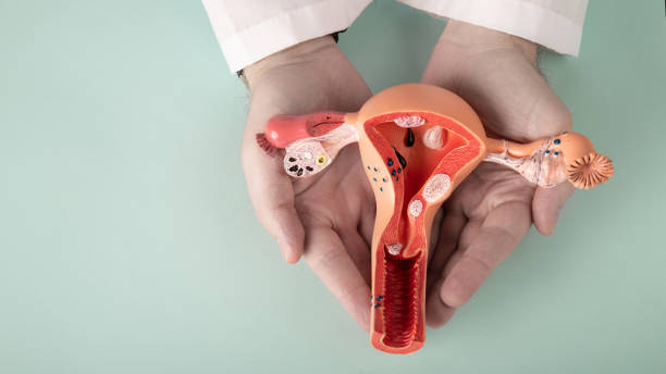 doctor Gynecologist holds model of female reproductive system in the hands. Help and care concept doctor Gynecologist holds model of female reproductive system in the hands. Help and care concept endometriosis stock pictures, royalty-free photos & images