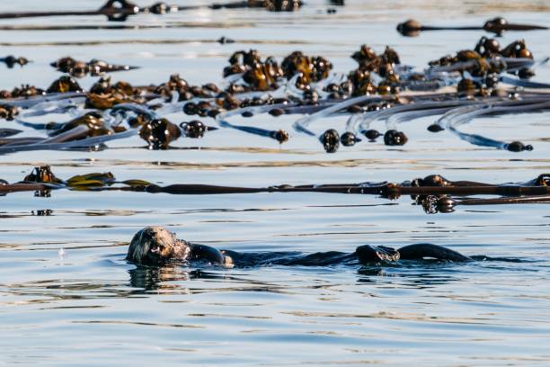 istock Furry sea otter in its natural habitat 1435763531