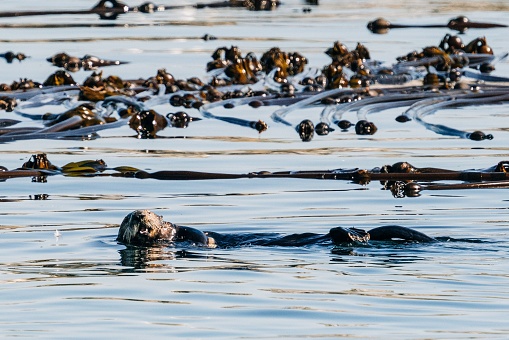 A furry sea otter in its natural habitat