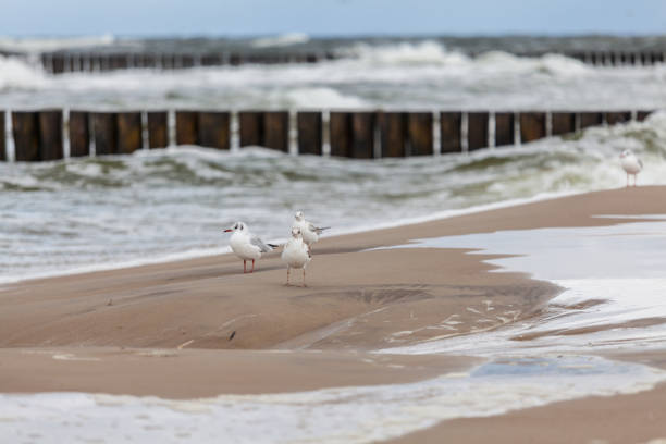 Beautiful seagull in the natural environment on the Baltic Sea.