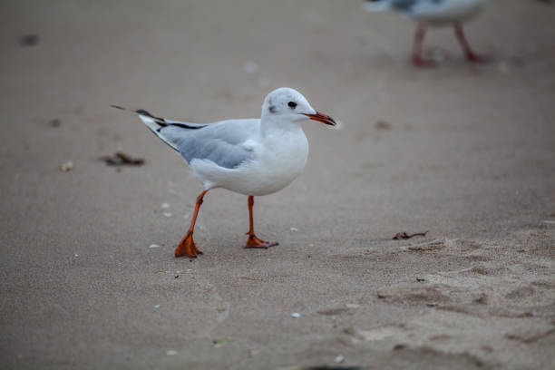 istock Seagull in the natural environment on the Baltic Sea. 1435764512