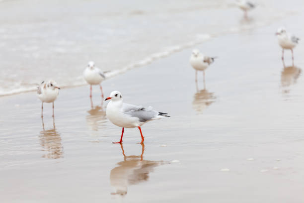 istock Seagull in the natural environment on the Baltic Sea. 1435764585