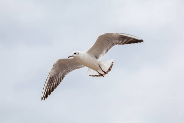 istock Seagull in the natural environment on the Baltic Sea. 1435764663