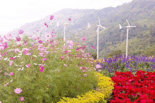 cosmos flowers with wind turbines generating electricity