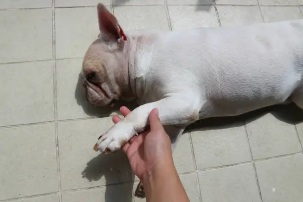 white French bulldog  or lie down French bulldog ,sleepy dog or sunbathe dog or pat dog or touch dog on the floor