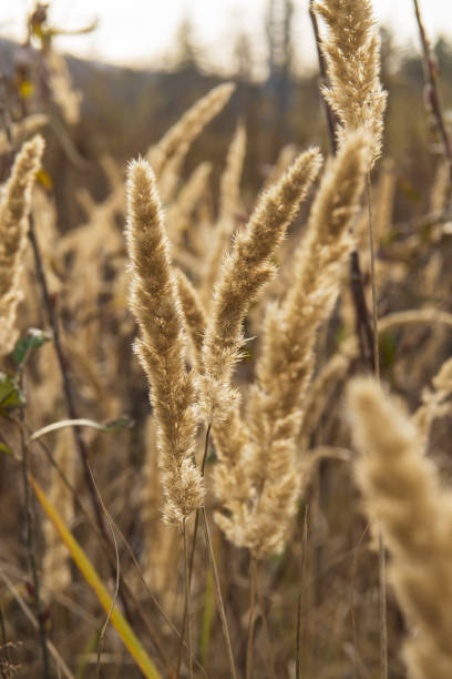 istock dry ears in the field 1435772754